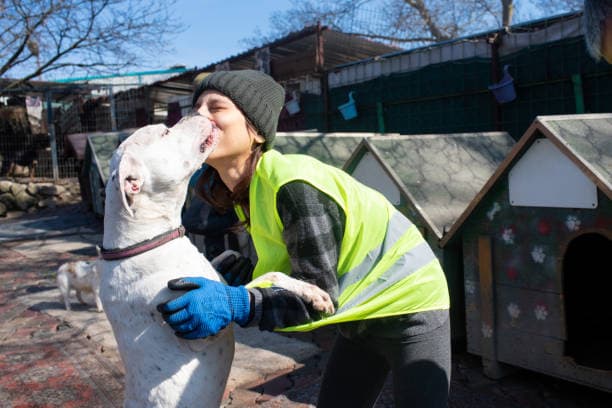 A white shelter dog kissing a volunteer wearing a high-visibility vest